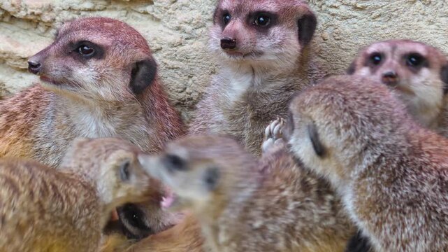 Close up of meerkat playing around in a group cloudy spring day