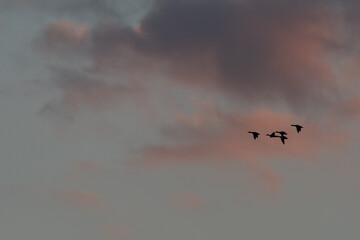 Colorful sky at sunset with birds flying in clouds