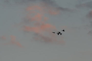 Colorful sky at sunset with birds flying in clouds