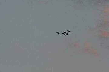 Colorful sky at sunset with birds flying in clouds