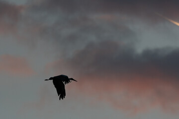 Majestic bird white Stork (Ciconia ciconia) fly over colorful sky with twilight