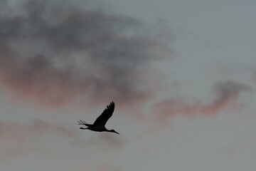 Majestic bird white Stork (Ciconia ciconia) flies over colorful sky at dusk
