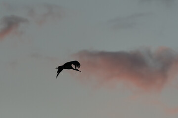 Majestic bird white Stork (Ciconia ciconia) fly over colorful sky with twilight