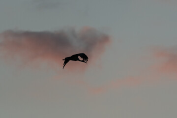 Majestic bird white Stork (Ciconia ciconia) fly over colorful sky with twilight