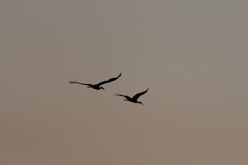 Two birds white Stork (Ciconia ciconia) fly in sky with twilight, on soft background of pastel colors