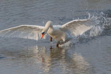 Swan in action on water at sunrise