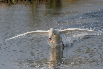 Swan in action on water at sunrise