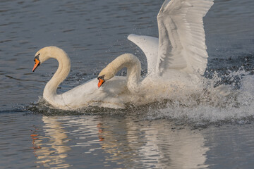 Swan chases rival across calm body of water.