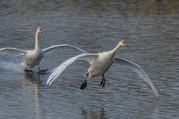 Two majestic swans flying over peaceful pond at sunrise