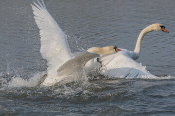 Swan chases rival across calm body of water.