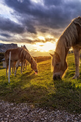 Many horses grazing in a meadow at sunset, alpine mountains in the background. Vertical photo.