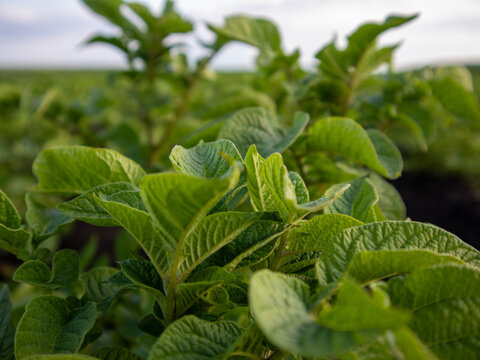 Potato Plants Growing in a Sunny Field