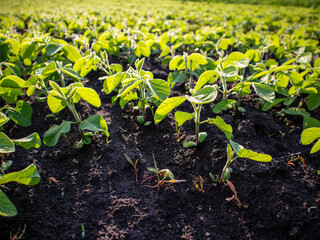 New Soybean Plants Growing in a Sunny Field