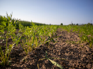Carrot Seedlings Growing in a Sunny Field