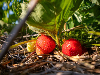 Fresh Strawberries Growing in the Garden Patch