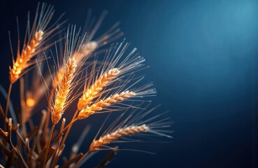 Golden wheat stalks illuminated against a dark blue background creating a warm and natural agricultural scene