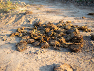 Animal Droppings on a Dirt Path Near a Farm