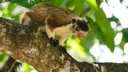 Giant Squirrel moving on a tree branch  