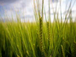 Close-up View of Wheat Field Under Sunny Sky