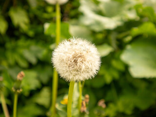Fluffy Dandelion in a Green Garden Setting