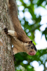 Giant Squirrel moving on a tree branch  