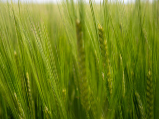 Lush Green Barley Field Swaying in the Breeze
