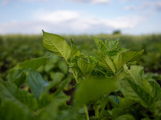 Green Plants Growing in a Vast Farm Landscape