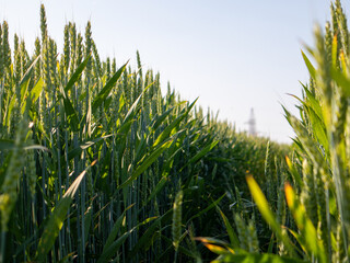 Wheat Field at Sunset With Clear Skies