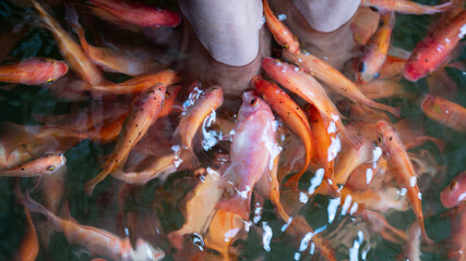 Fish spa feet pedicure skin care treatment 
