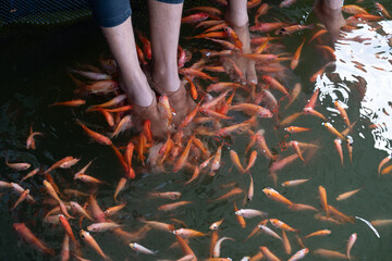 Fish spa feet pedicure skin care treatment 
