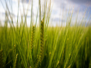 Close-up View of Wheat Field Under Sunny Sky