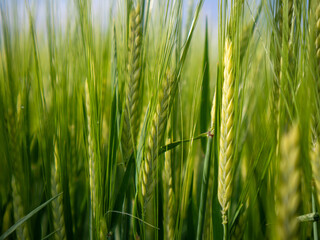 Wheat Field at Sunrise Showcasing Nature's Growth