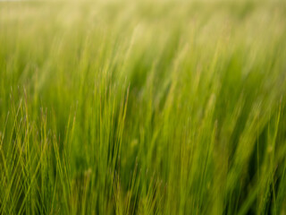 Lush Green Grass Sways Gently in the Breeze