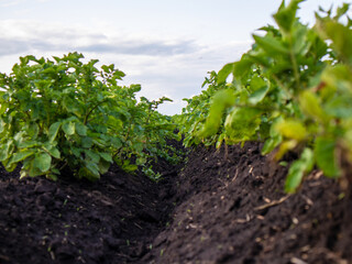 Potato Plants Growing in Rich, Dark Soil