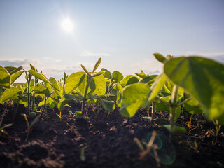 Green Seedlings Grow Under a Sunny Sky