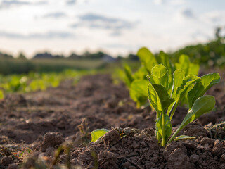 Fresh Green Plants Growing in a Sunny Field