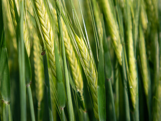 Wheat Plants Growing Under Sunlight in a Field