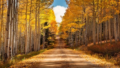 Obraz premium Dirt Road Lined With Aspen Trees And Fallen Fall Leaves