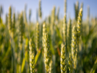 Wheat Field Under Bright Sunlight in Summer