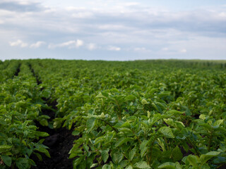 Vibrant Potato Field Under Cloudy Sky in Spring