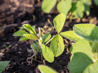 Growing Soybean Plants in Rich Soil Under Sunlight