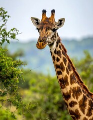 Fototapeta premium Portrait of a tall giraffe with textured skin and long neck