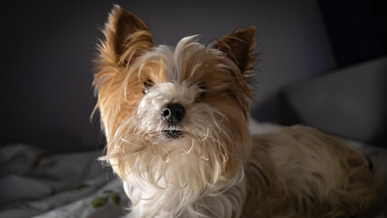 mały pies rasy Biewer Terrier, Silky Terrier. Ma długą, puszystą sierść w odcieniach bieli, kremu i rdzawego brązu, szczeg&oacute;lnie na uszach i na szczycie głowy. 