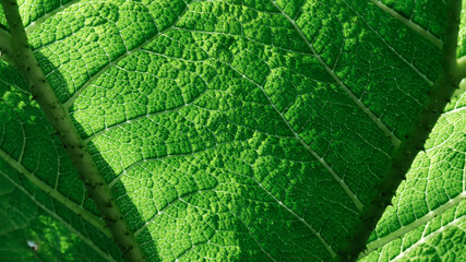 intensywnie zielony liść, rośliny Gunnera, Gunneraceae. pofałdowany wzór © PIOTR D