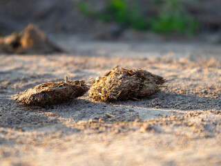 Dried Animal Dung in a Rural Landscape