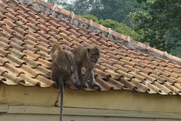 Wild monkeys descended into residential areas when their habitat was evicted. A group of monkeys appeared on the top of the tile roofs of residents' houses
