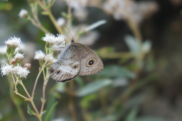 A gray butterfly with black and gold circle motifs on its wings lands on a flower looking for pollen nectar, this helps pollination with the image background blurred
