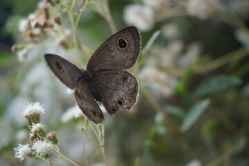A gray butterfly with black and gold circle motifs on its wings lands on a flower looking for pollen nectar, this helps pollination with the image background blurred

