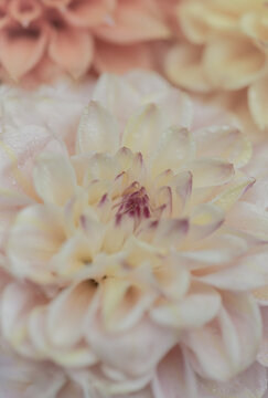 postcard background of a close up of a pink and white dahlia flower