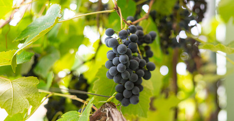 Close-Up of Ripe Black Grapes Hanging on Vine in Sunny Vineyard